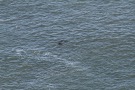 Missing Picture